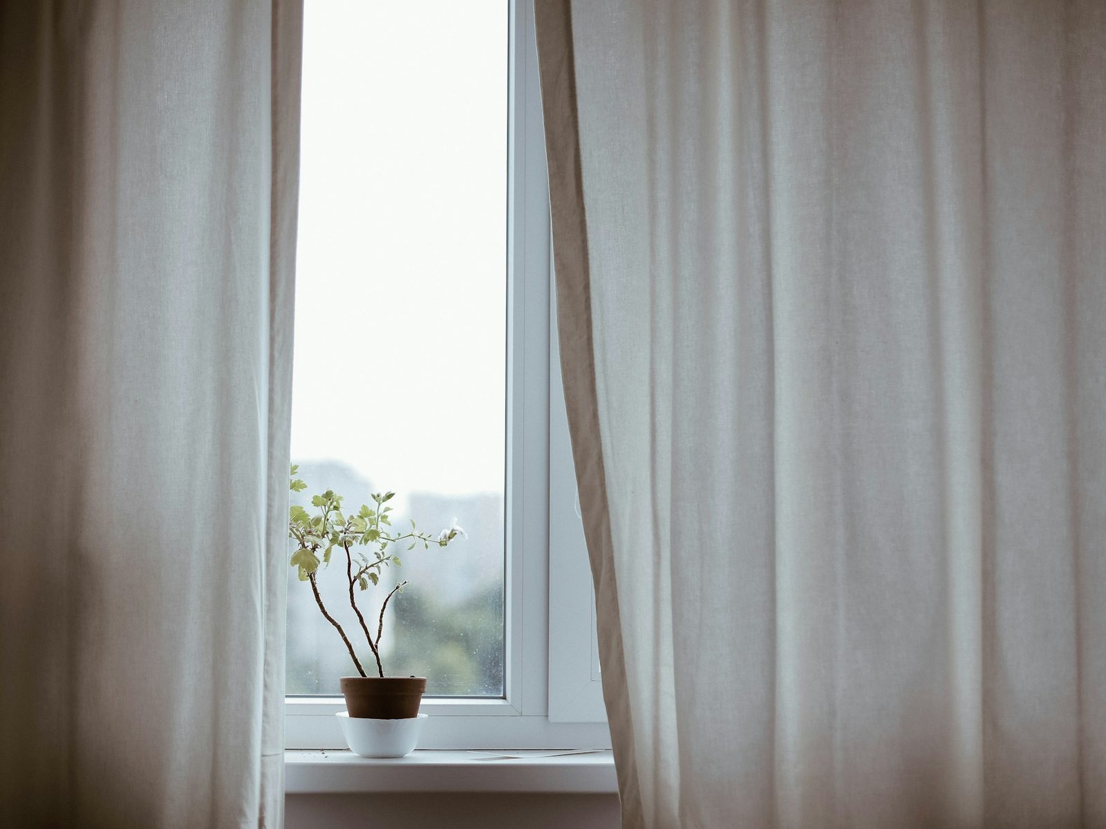 A window with half-drawn white curtains and a small plant on the sill
